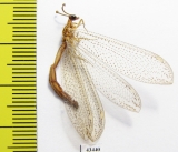Myrmeleontidae sp.  South Africa Rep. - INSECTS-STORE.RU