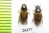 Aphodius moestus  Tajikistan - INSECTS-STORE.RU