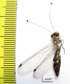 Ascalaphidae sp.  South Africa Rep. - INSECTS-STORE.RU