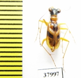 Therates semperi  Philippines - INSECTS-STORE.RU