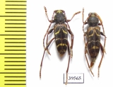 Plagionotus pulcher, pair  Russia, Far East - INSECTS-STORE.RU