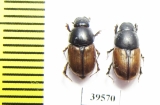 Aphodiinae sp.  China, Tibet - INSECTS-STORE.RU