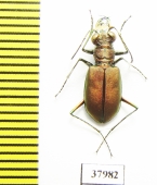 Calomera concolor  Turkey - INSECTS-STORE.RU