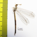 Myrmeleontidae sp.  South Africa Rep. - INSECTS-STORE.RU
