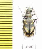 Cephalota dulcinea  Spain - INSECTS-STORE.RU