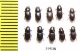 Aphodiinae sp.  Thailand - INSECTS-STORE.RU