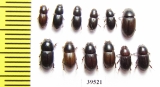 Aphodiinae sp.  Thailand - INSECTS-STORE.RU