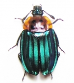 Silphidae - INSECTS-STORE.RU