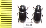 Aphodiinae sp.  China, Tibet - INSECTS-STORE.RU