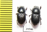 Aphodiinae sp.  China, Sichuan prov. - INSECTS-STORE.RU