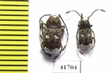 Platystomus albinus  Russia, Tver reg. - INSECTS-STORE.RU