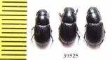 Aphodiinae sp.  China, Yunnan prov. - INSECTS-STORE.RU