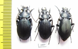 Carabus (Pachycarabus) koenigi, pair  Russia, Karachaevo-Cherkessia reg. - INSECTS-STORE.RU