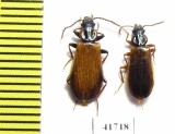 Pythidae, Pytho depressus  Russia, Tver reg. - INSECTS-STORE.RU