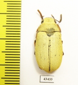 Melolonthinae sp., male  China, Yunnan prov. - INSECTS-STORE.RU