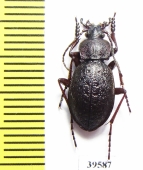 Carabus (Diocarabus) loschnikovi  Russia, Khakassia reg. - INSECTS-STORE.RU