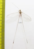 Nemopteridae sp.2  South Africa Rep. - INSECTS-STORE.RU