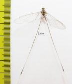 Nemopteridae sp.2  South Africa Rep. - INSECTS-STORE.RU
