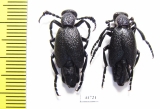 Meloe proscarabaeus  Russia, Moscow - INSECTS-STORE.RU