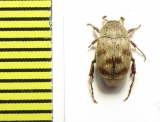 Hopliini sp.  Peru - INSECTS-STORE.RU