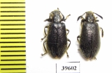 Tenebrionidae sp.  South Africa Rep. - INSECTS-STORE.RU