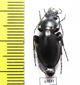 Carabus (Cyclocarabus) sp.  Uzbekistan - INSECTS-STORE.RU