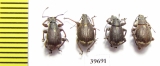Curculionidae sp.  South Africa Rep. - INSECTS-STORE.RU
