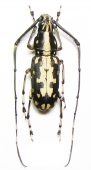 Anthribidae - INSECTS-STORE.RU