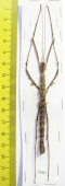 Phasmatodea sp.  Malaysia  76mm - INSECTS-STORE.RU