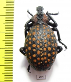 Brachycerus ornatus  Tanzania - INSECTS-STORE.RU
