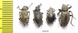 Curculionidae sp.  South Africa Rep. - INSECTS-STORE.RU