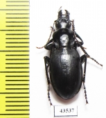 Pseudotaphoxenus sp.  Tajikistan - INSECTS-STORE.RU