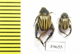 Hopliini sp.  South Africa Rep. - INSECTS-STORE.RU