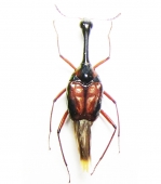 Pselaphidae, Scaphidiidae - INSECTS-STORE.RU