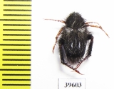 Hopliini sp.  South Africa Rep. - INSECTS-STORE.RU