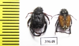 Hopliini sp.  South Africa Rep. - INSECTS-STORE.RU