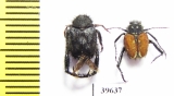 Hopliini sp.  South Africa Rep. - INSECTS-STORE.RU