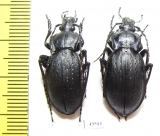 Carabus (Eucarabus) catenulatus, pair  Italy - INSECTS-STORE.RU