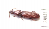 Rhysodidae sp.  China, Sichuan prov. - INSECTS-STORE.RU