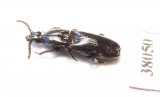 Rhysodidae sp.  China, Yunnan prov. - INSECTS-STORE.RU