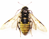 Symphita - INSECTS-STORE.RU
