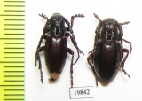Eodorcadion carinatum involvens, pair  Russia, Irkutask reg. - INSECTS-STORE.RU