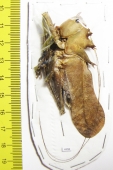 Lesina sp., male  Malaysia  70mm - INSECTS-STORE.RU