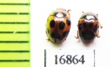 Erotylidae sp.  Myanmar - INSECTS-STORE.RU