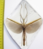 Phasmatodea sp.  Malaysia  93mm - INSECTS-STORE.RU