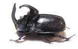 Trichogomphus simson  Indonesia, Sumatra 49mm - INSECTS-STORE.RU