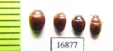 Erotylidae sp.  Myanmar - INSECTS-STORE.RU