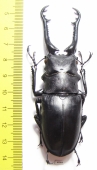 Prosopocoilus giraffa giraffa  Malaysia 94mm - INSECTS-STORE.RU