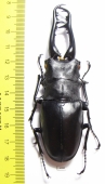 Prosopocoilus giraffa giraffa  Malaysia 99mm - INSECTS-STORE.RU
