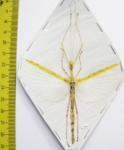Phasmatodea sp.  Malaysia  70mm - INSECTS-STORE.RU